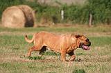 DOGUE DE BORDEAUX 416